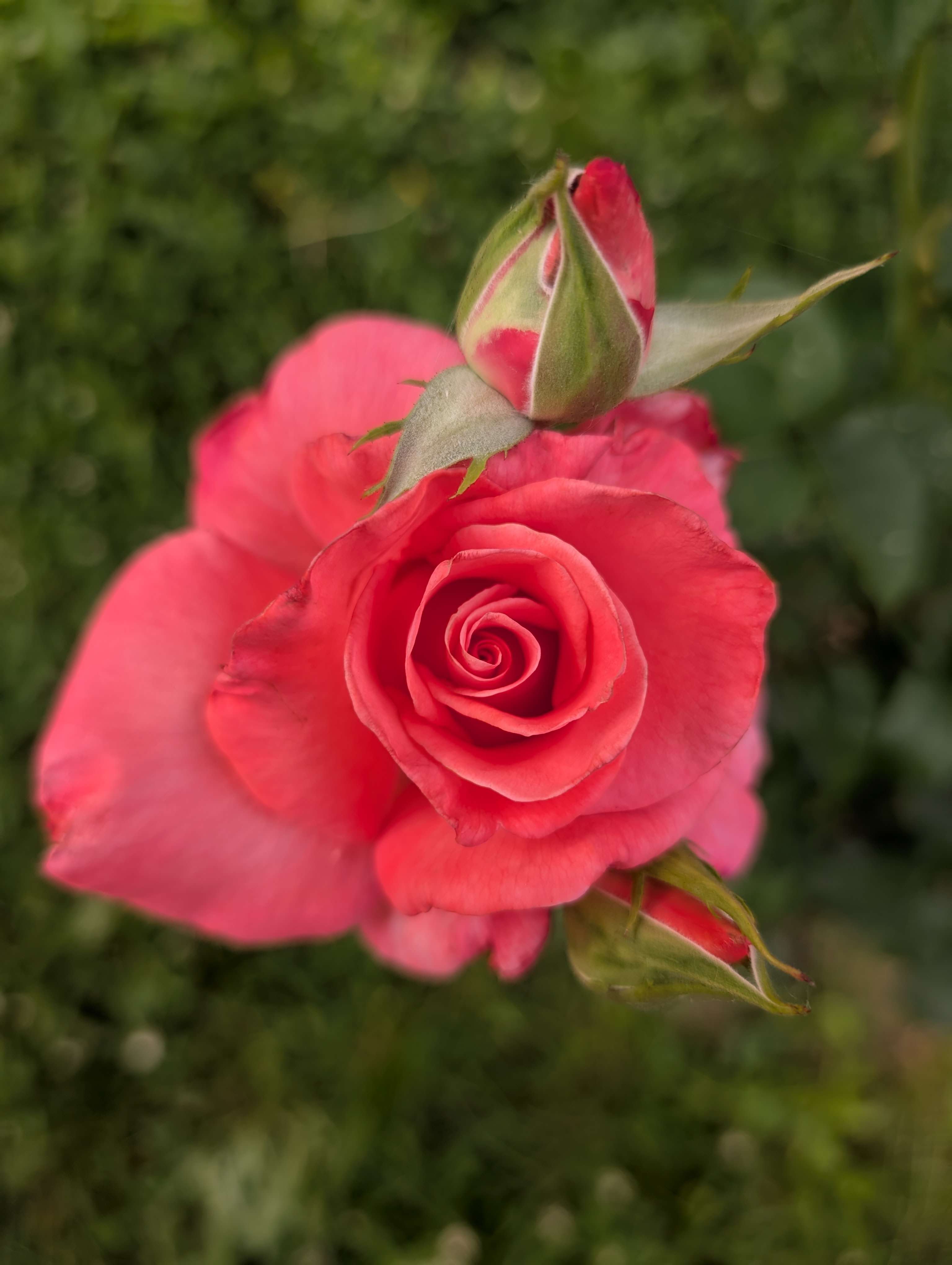 Input photograph of a rose used for maze generation